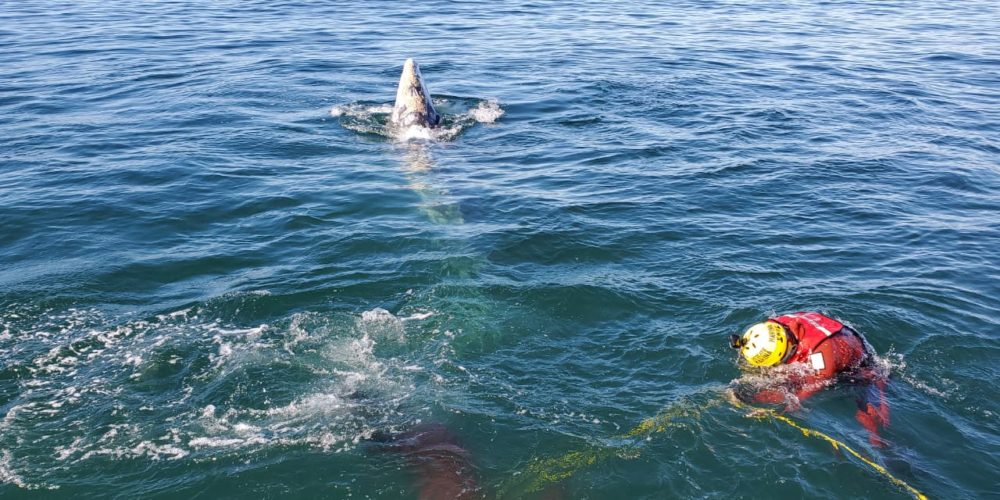 Personal naval liberan una ballena enmallada en Ensenada, Baja California