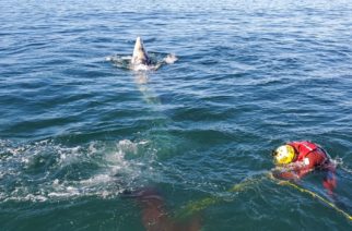 Personal naval liberan una ballena enmallada en Ensenada, Baja California