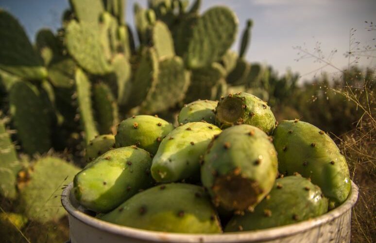 Crece producción de tuna en 2020, fruto para consumir esta temporada