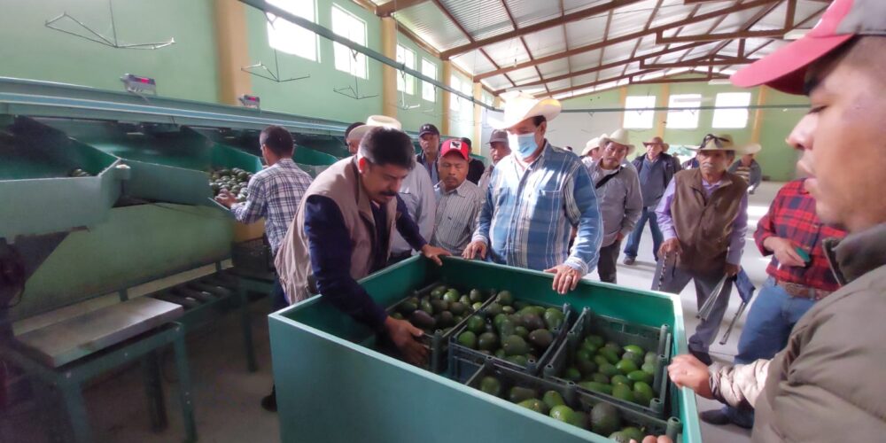 Importante tener un esquema de sanidad para la certificación del aguacate: Jorge Peto titular de la SAGADEGRO