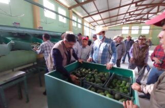 Importante tener un esquema de sanidad para la certificación del aguacate: Jorge Peto titular de la SAGADEGRO