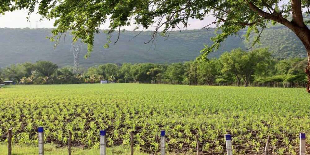 Se han sembrado en Guerrero 470 mil hectáreas de maíz