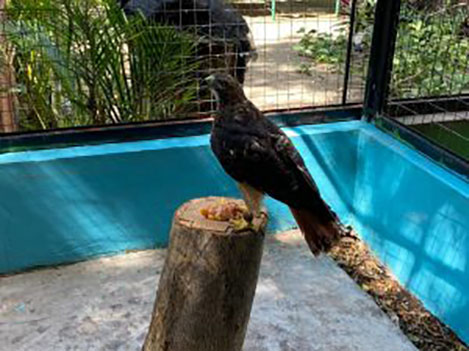 Se realiza con éxito la liberación de un halcón cola roja en el ejido de Llanos de Tepoxtepec