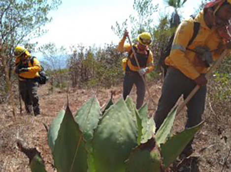 Combatientes de SEMAREN Guerrero realizan actividades de prevención física y realizarán la rehabilitación de brecha corta fuego en el paraje denominado el “Periconal”