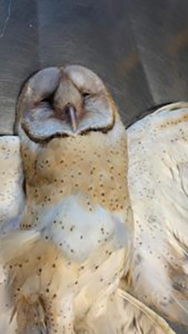 El Parque Papagayo rescata animales de diversas especies, los atiende, para luego liberarlos