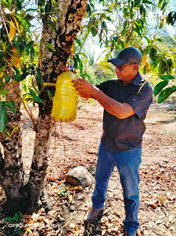 Imparte CECOCO capacitación a productores en el manejo integral de plagas y enfermedades del cocotero