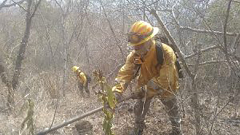 Refuerza Guerrero acciones para atender incendios forestales