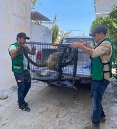 Continúan las jornadas de atención, revisión y rescate animal en el Parque Papagayo