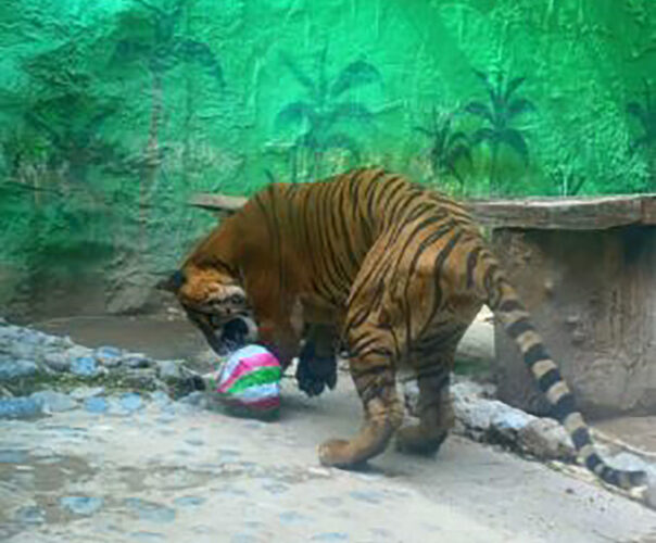 Celebrará el Zoológico Zoochilpan su 46 aniversario con evento familiar