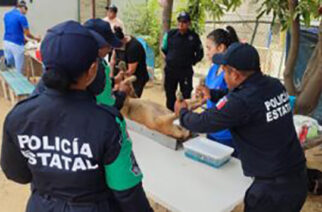 Realizan jornada de esterilización canina y felina en el cuartel regional de la Policía Estatal de Acapulco