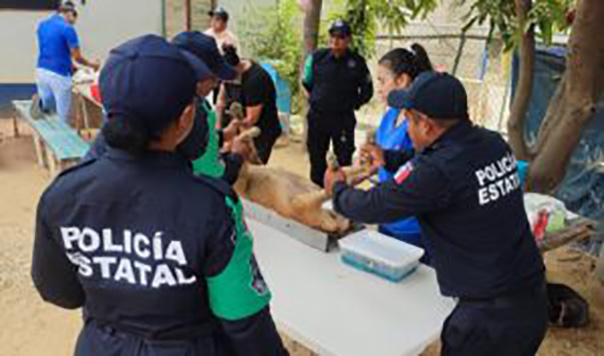 Realizan jornada de esterilización canina y felina en el cuartel regional de la Policía Estatal de Acapulco