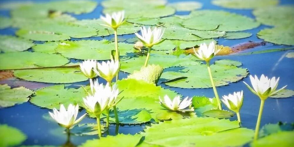 Estas vacaciones de #SemanaSantaEnAcapulco 2024, visita la inmensa y hermosa #LagunaDeTresPalos.