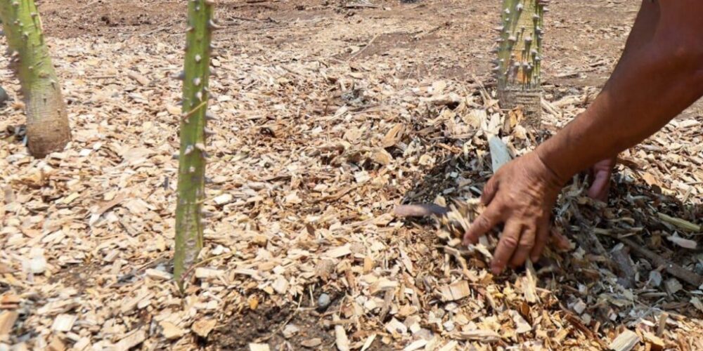 Se genera abono de los troncos derribados por Otis para la reforestación del Parque Papagayo