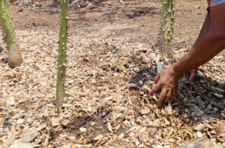 Se genera abono de los troncos derribados por Otis para la reforestación del Parque Papagayo