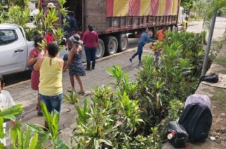 Dona el gobierno de la CDMX, 2 mil plantas para contribuir a la reforestación del puerto de Acapulco