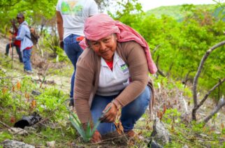 El Programa Sembrando Vida y SAGADEGRO reforestaron 2.5 de hectáreas en Xochipala