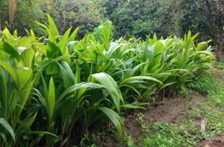 Lanza Evelyn Salgado programa para renovar huertas de coco en Guerrero