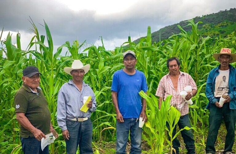 Promueve Evelyn Salgado el control biológico en la producción de maíz criollo