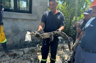 La SGIRPCGRO implementa operativo especial para capturar cocodrilos en zonas urbanas de Acapulco