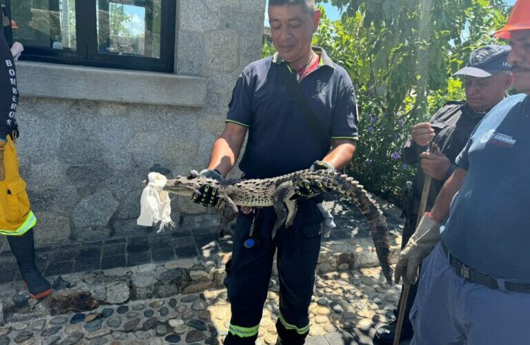 La SGIRPCGRO implementa operativo especial para capturar cocodrilos en zonas urbanas de Acapulco