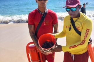 Guardavidas de Acapulco, resguardan la integridad de tortugas recién nacidas