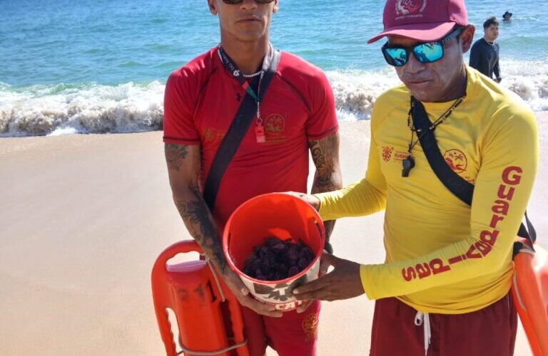 Guardavidas de Acapulco, resguardan la integridad de tortugas recién nacidas