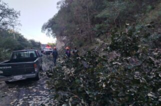 Personal de SGIRPCGRO atiende reporte de árboles caídos sobre la carretera Chilpancingo-Chichihualco