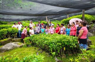 Llega a 71 municipios de Guerrero el programa Sembrando Vida