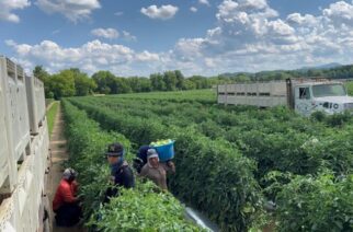 Abre el gobierno de estatal convocatoria para cubrir vacantes para trabajadores agrícolas guerrerenses en Estados Unidos