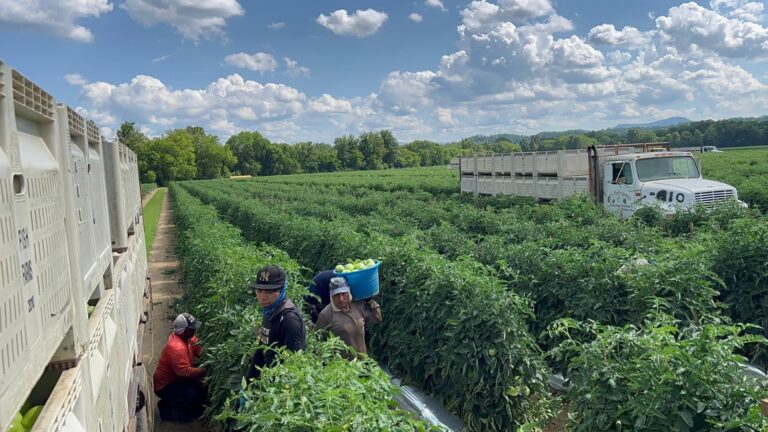 Abre el gobierno de estatal convocatoria para cubrir vacantes para trabajadores agrícolas guerrerenses en Estados Unidos