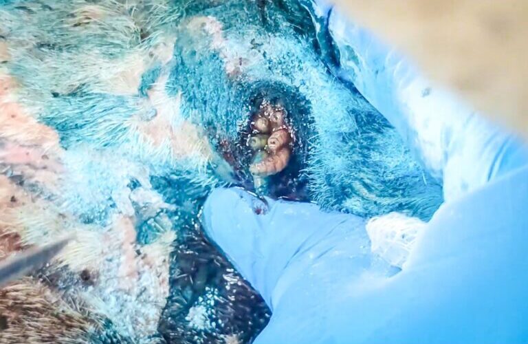 El hato guerrerense libre de gusano barrenador