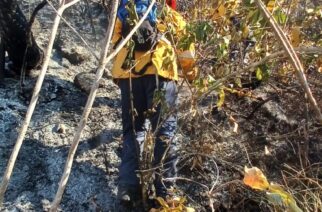 Brigadistas combaten incendio forestal al poniente de Chilpancingo