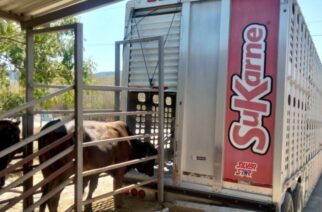 Sagadegro impulsa la ganadería en Guerrero con transferencia de embriones