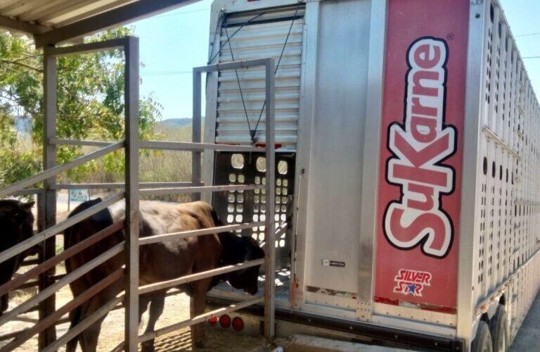 Sagadegro impulsa la ganadería en Guerrero con transferencia de embriones