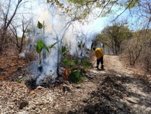 Acciones oportunas y capacitación constante reducen en un 67% las hectáreas afectadas por incendios forestales en Guerrero
