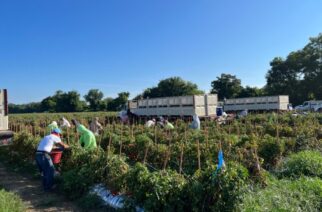 Lanza Gobierno de Guerrero convocatoria para trabajadores agrícolas en EE.UU