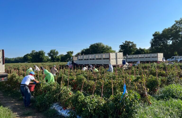 Lanza Gobierno de Guerrero convocatoria para trabajadores agrícolas en EE.UU
