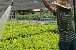 Avanza la producción de plantas forestales para la Reforestación 2025