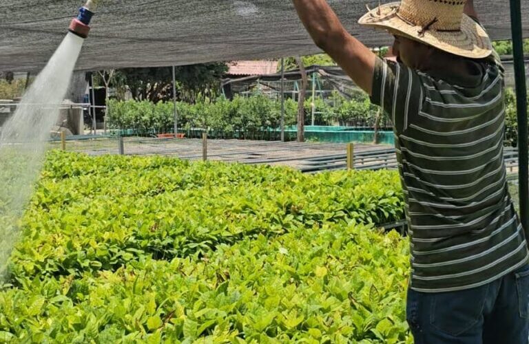 Avanza la producción de plantas forestales para la Reforestación 2025