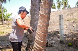 Sagadegro capacita a productores de coco en control del picudo negro