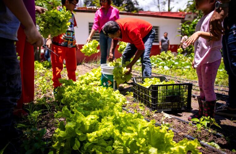 Sagadegro cosecha su primera producción de lechugas en el Huerto Demostrativo