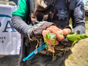 Realiza Policía Ecológica Estatal y PROFEPA operativo de protección de fauna silvestre en playas de Acapulco