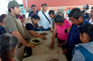 En Guerrero se impulsa a los cafeticultores de la Montaña y Costa Grande como orgullo nacional