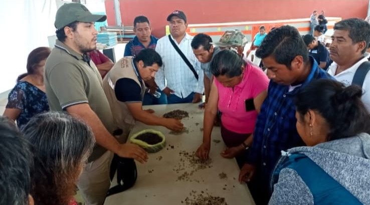 En Guerrero se impulsa a los cafeticultores de la Montaña y Costa Grande como orgullo nacional
