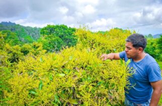 La Sagadegro mantiene en la Sierra acciones de monitoreo en la producción de aguacate