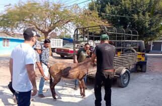 Por instrucción de la gobernadora Evelyn Salgado Pineda, la PROPAEG atendió una denuncia de maltrato de equinos en Chilpancingo
