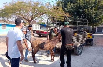 Por instrucción de la gobernadora Evelyn Salgado Pineda, la PROPAEG atendió una denuncia de maltrato de equinos en Chilpancingo