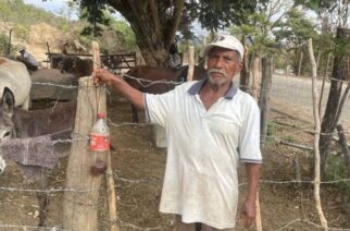 SAGADEGRO informó que, en el municipio de Ometepec, beneficiarios del programa Sembrando Vida