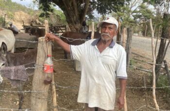 SAGADEGRO informó que, en el municipio de Ometepec, beneficiarios del programa Sembrando Vida