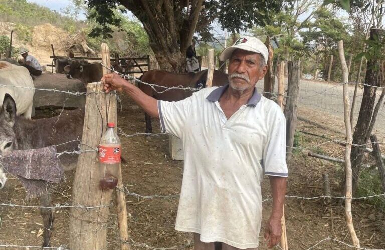 SAGADEGRO informó que, en el municipio de Ometepec, beneficiarios del programa Sembrando Vida